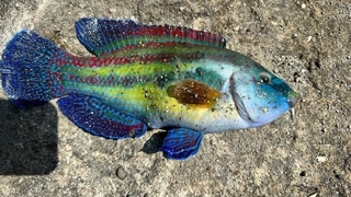 Karadenizde tropik balık yakalandı!