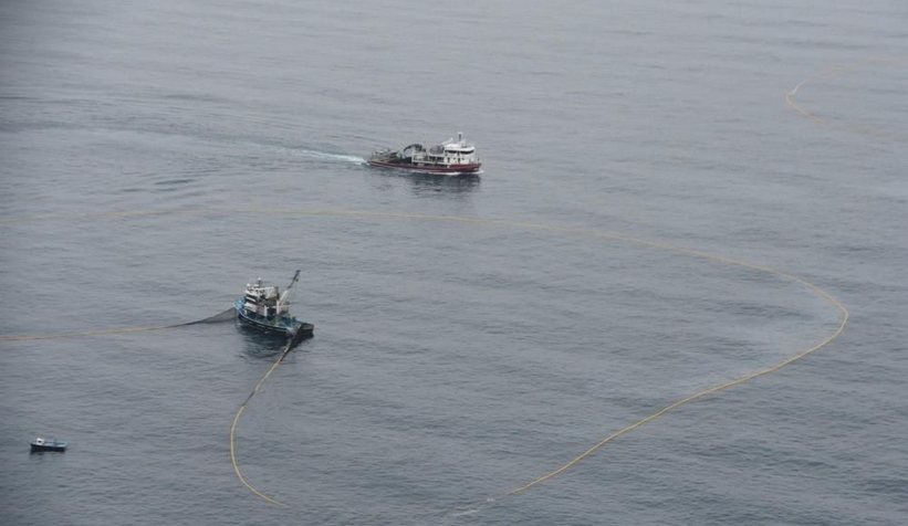 Karadenizli balıkçıların istavrit mesaisi