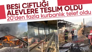 Besi çiftliğindeki yangında kurbanlıklar telef olmaması için kesildi