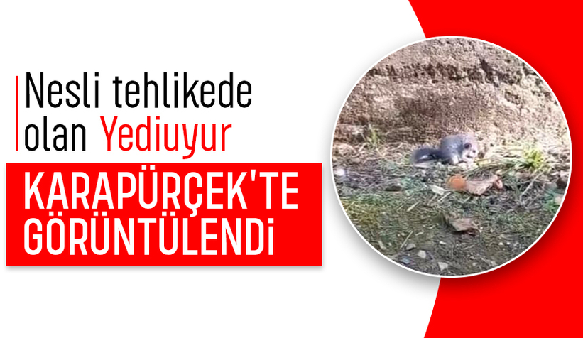 Karapürçek'te görüntülendi; Nesli tehlikede
