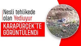 Karapürçek'te görüntülendi; Nesli tehlikede