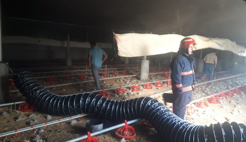 Karasu'da 12 bin civciv telef oldu