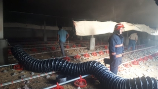 Karasu'da 12 bin civciv telef oldu