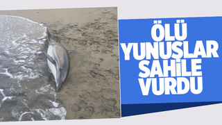 Karasu'da 3 yunus sahile vurdu