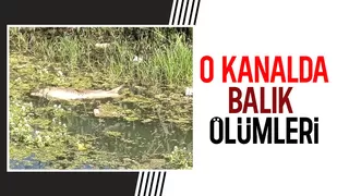 Karasu da balık ölümleri