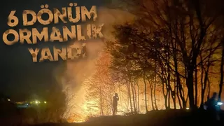 Karasu'da ki orman yangının bilançosu belli oldu