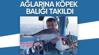 Karasu'da köpek balığı sürprizi