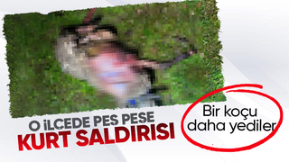Karasu da kurt dehşeti sürüyor