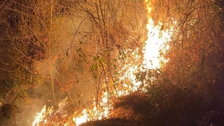 Karasu'da orman yangını