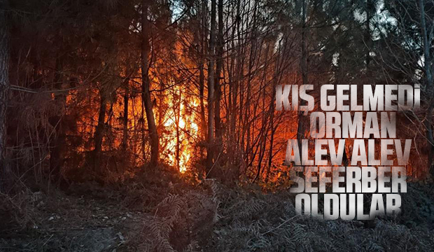 Karasu'da orman yangını