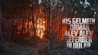 Karasu'da orman yangını