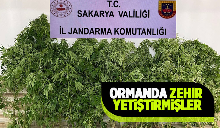 Karasu'da ormana kenevir eken kişi paketlendi