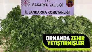 Karasu'da ormana kenevir eken kişi paketlendi