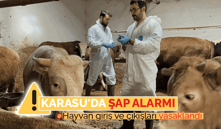 Karasu'da şap karantinası