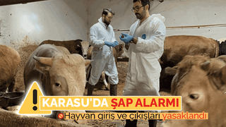 Karasu'da şap karantinası