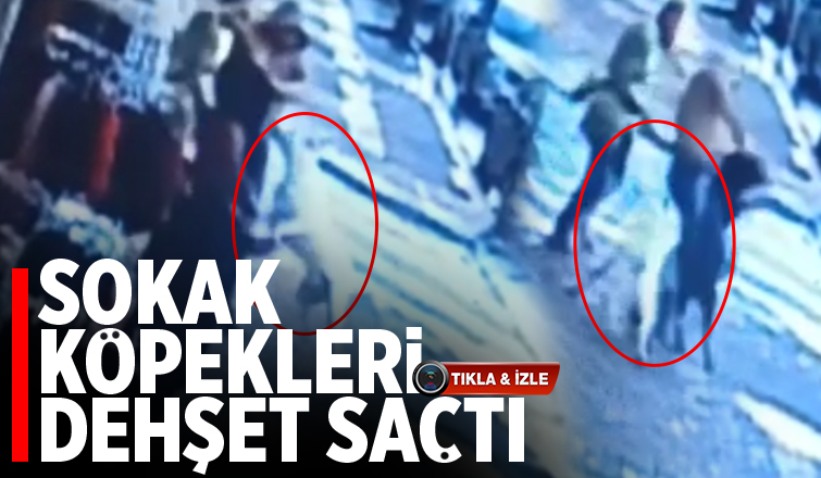 Karasu'da sokak köpekleri 4 kişiyi ısırdı