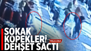 Karasu'da sokak köpekleri 4 kişiyi ısırdı