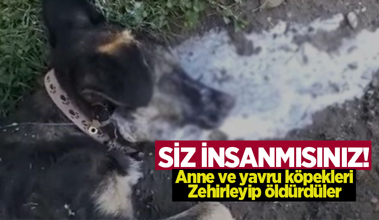 Karasu'da vahşet; Anne köpek ve yavrularını zehirlediler