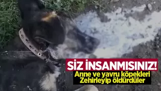 Karasu'da vahşet; Anne köpek ve yavrularını zehirlediler