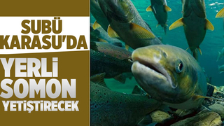 Karasu Somon Balığı İşleme Tesisi kurulacak