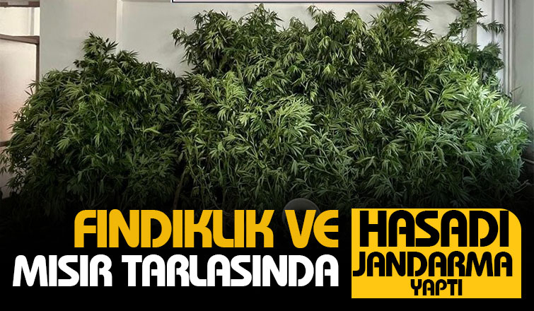 Karasu ve Kocaali'de uyuşturucu operasyonları