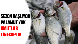 Karasulu balıkçılar çinekoptan umutlu