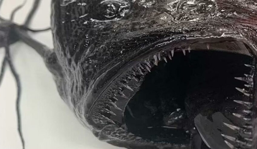 Karaya vuran simsiyah balık korkuttu