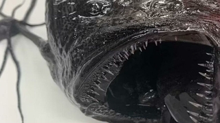 Karaya vuran simsiyah balık korkuttu