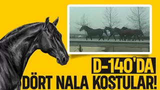 Karayoluna çıkan atlar şaşkınlık oluşturdu