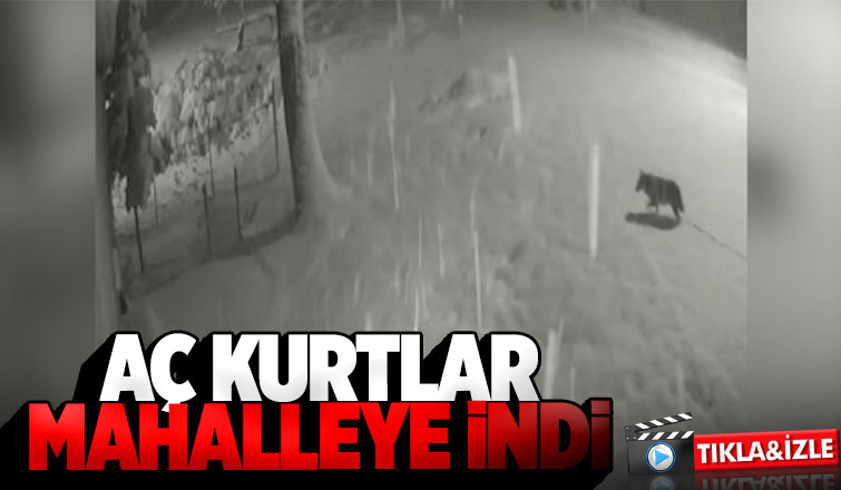 Karda aç kalan kurtlar mahalleye indi