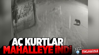 Karda aç kalan kurtlar mahalleye indi