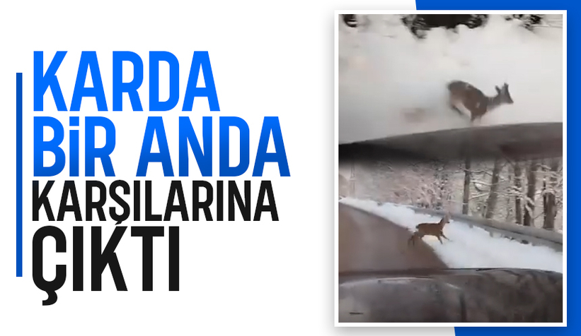 Karda Karaca Sürprizi