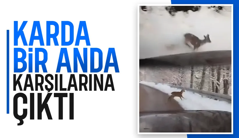 Karda Karaca Sürprizi