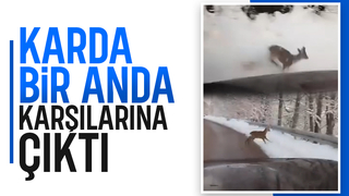 Karda Karaca Sürprizi