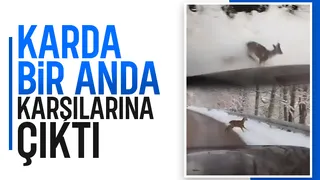 Karda Karaca Sürprizi