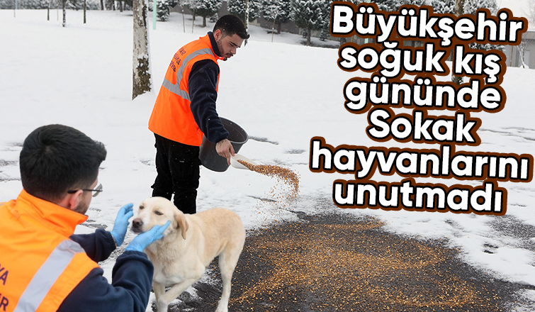Karda sokak hayvanları unutulmadı
