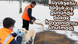 Karda sokak hayvanları unutulmadı