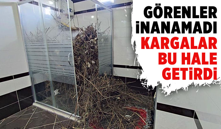 Kargalar duşakabini dallarlar doldurdu