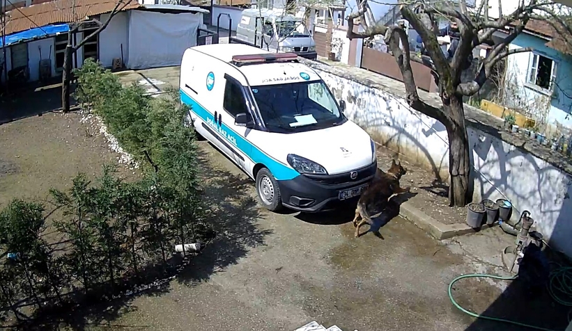 Kargocu köpeği görünce ağaca böyle tırmandı