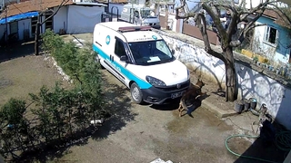 Kargocu köpeği görünce ağaca böyle tırmandı