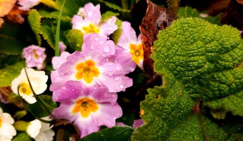 Karlar eridi, çiğdemler çiçek açtı