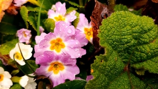 Karlar eridi, çiğdemler çiçek açtı