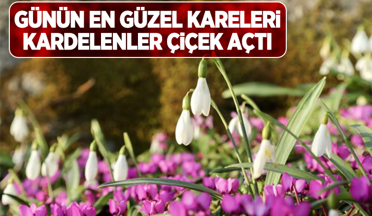 Karlar eridi, kardelenler çiçek açtı