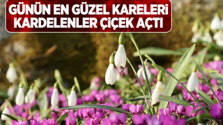 Karlar eridi, kardelenler çiçek açtı