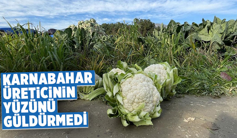 Karnabahar üreticinin yüzünü güldürmedi
