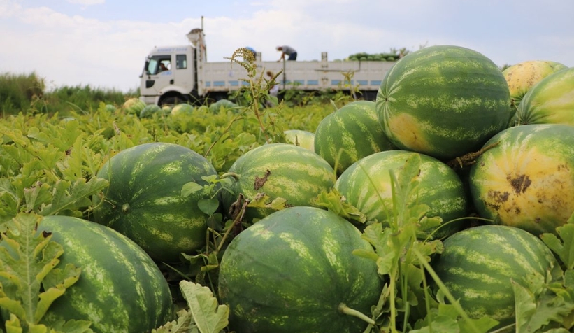 Karpuzun fiyatı yarı yarıya düştü