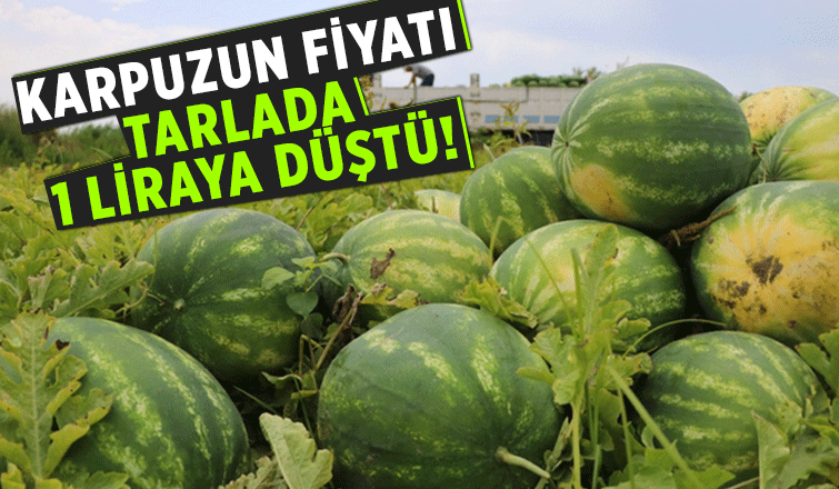 Karpuzun kilosu tarlada 1 lira