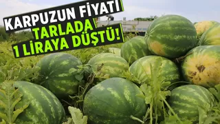 Karpuzun kilosu tarlada 1 lira