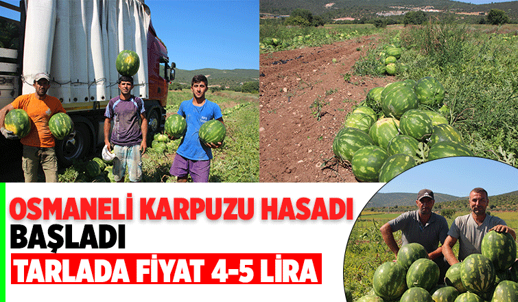 Karpuzun tarlada fiyatı 4-5 lira