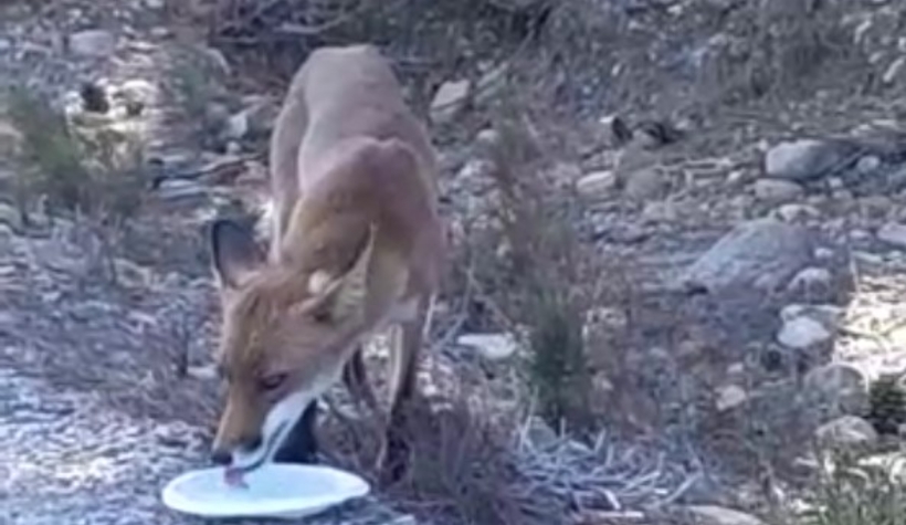 Karşısına çıkan tilkiye su verdi